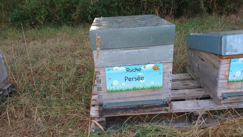 La ruche Pélops