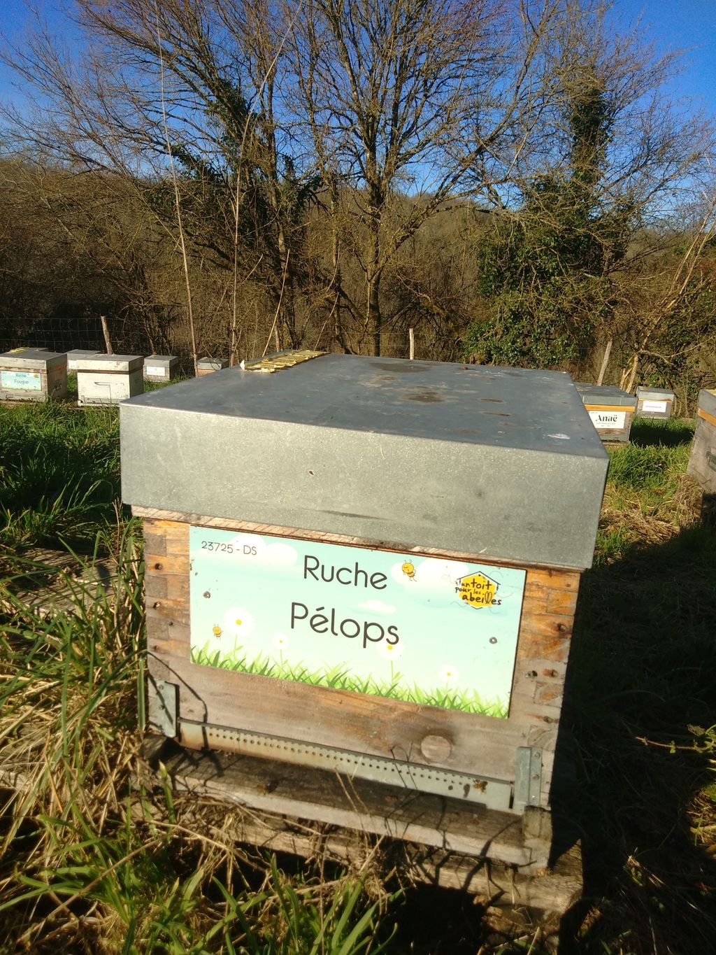 La ruche Pélops