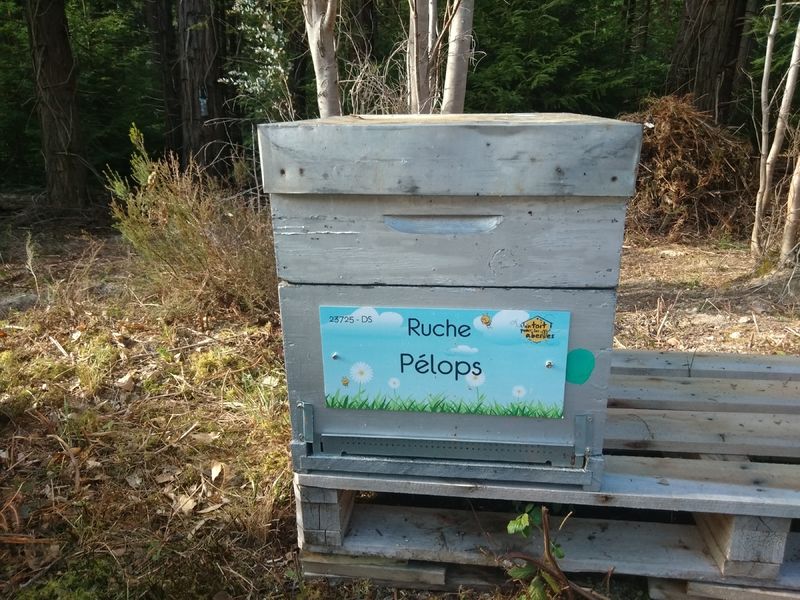 La ruche Pélops