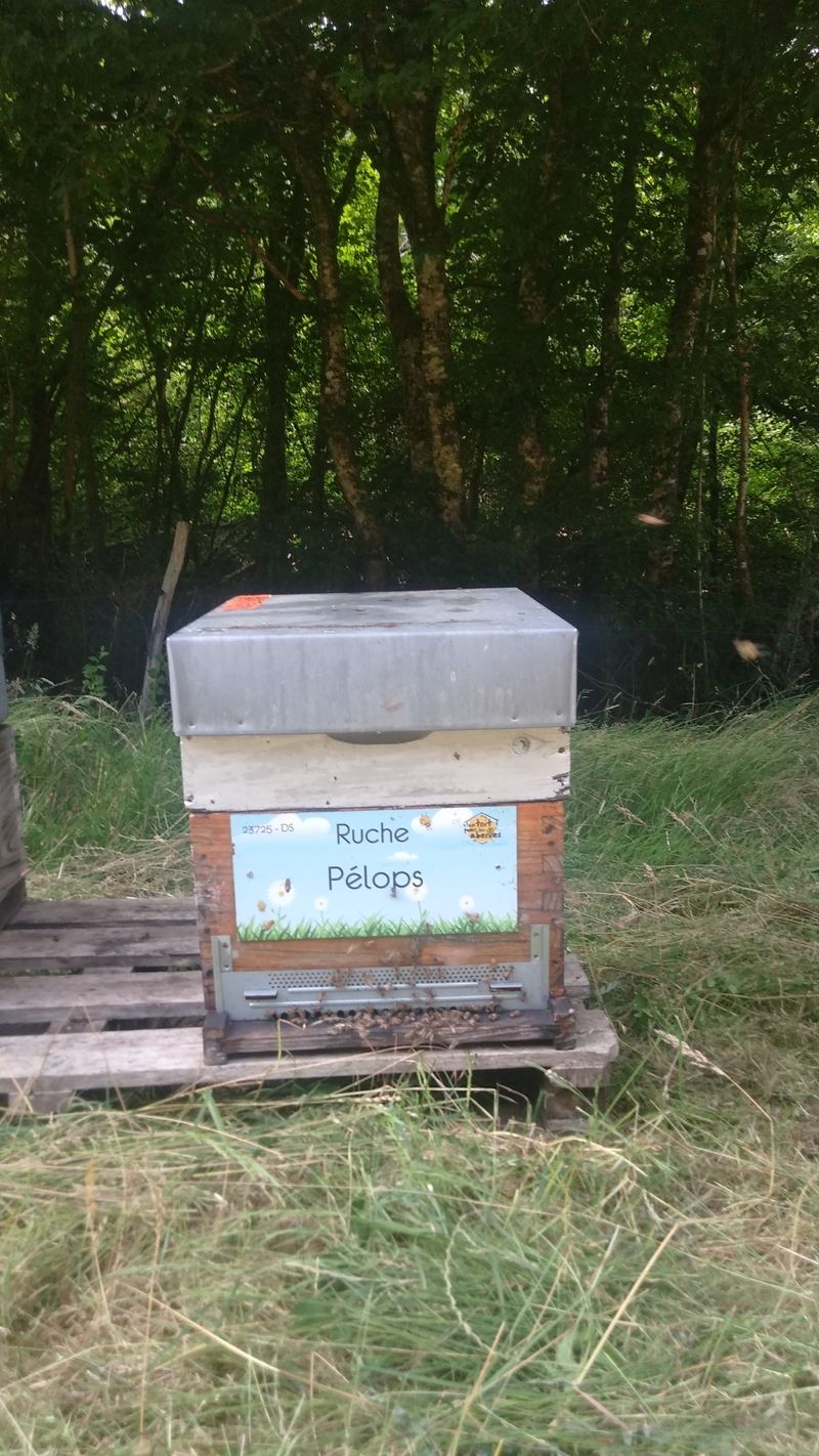 La ruche Pélops