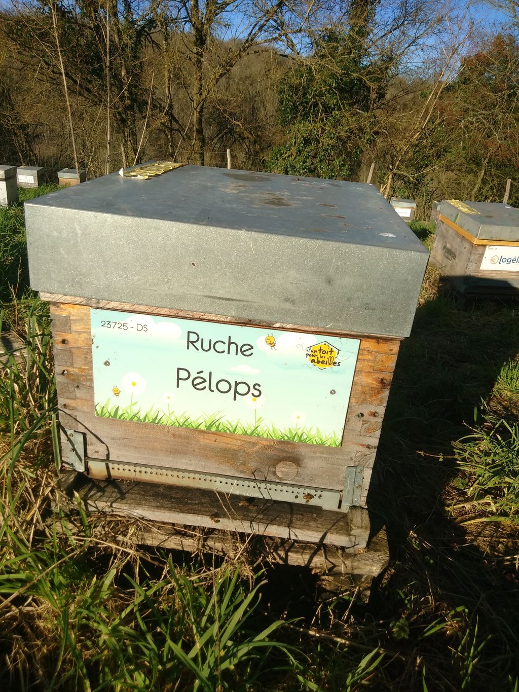 La ruche Pélops