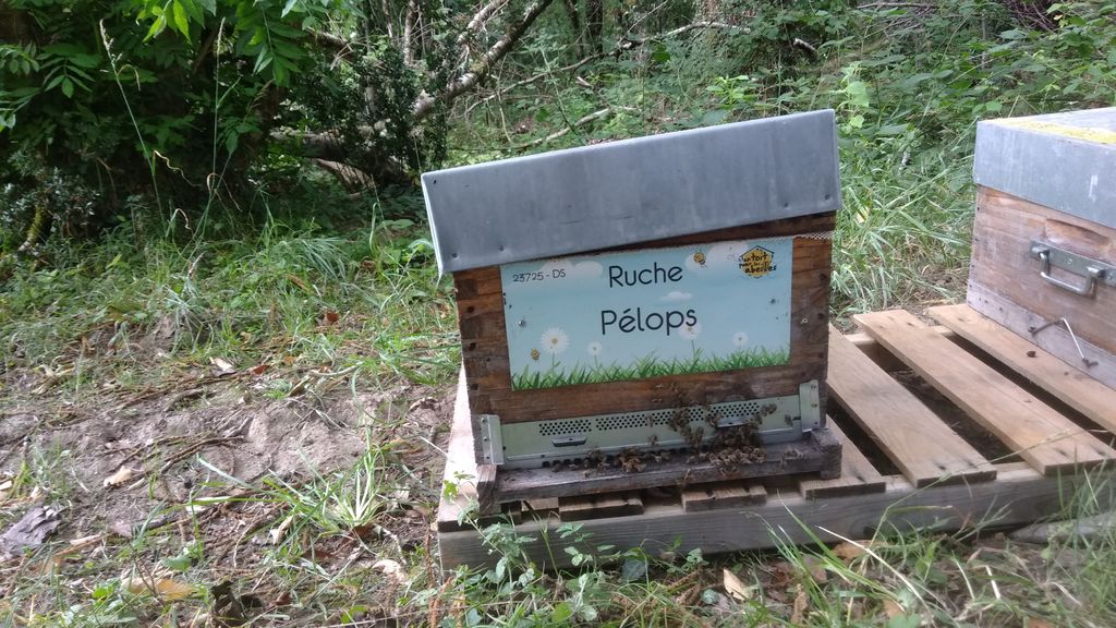 La ruche Pélops