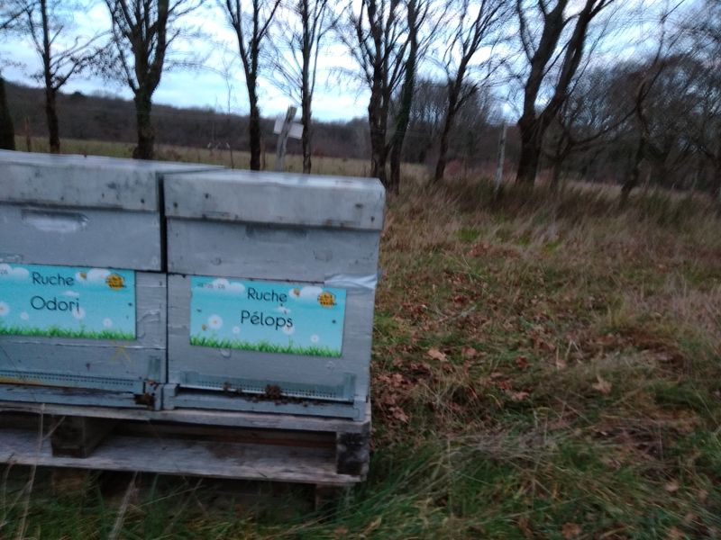 La ruche Pélops