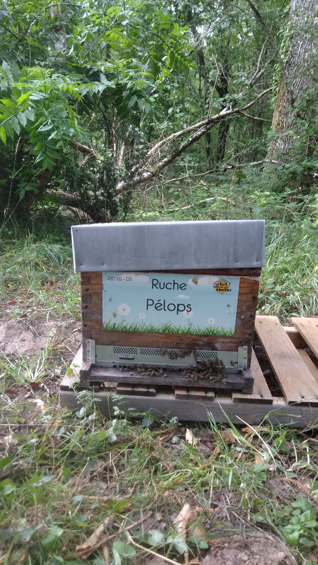 La ruche