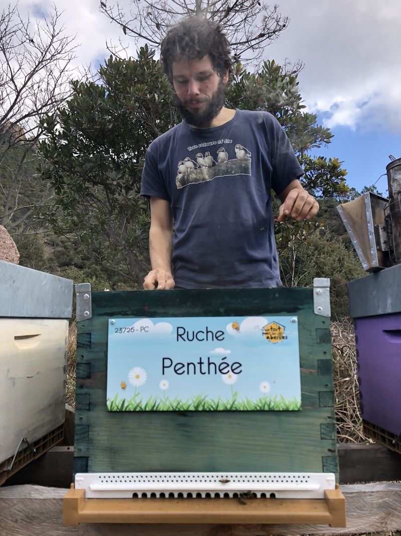 La ruche Penthée