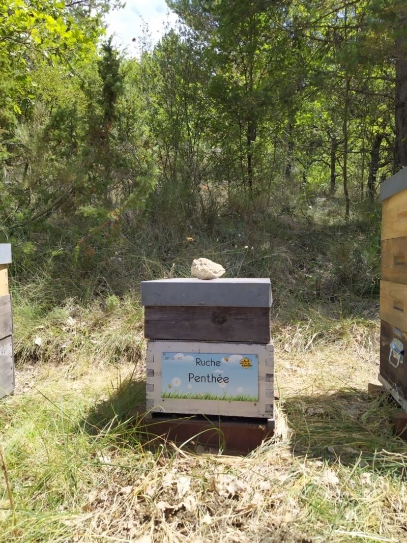 La ruche Penthée