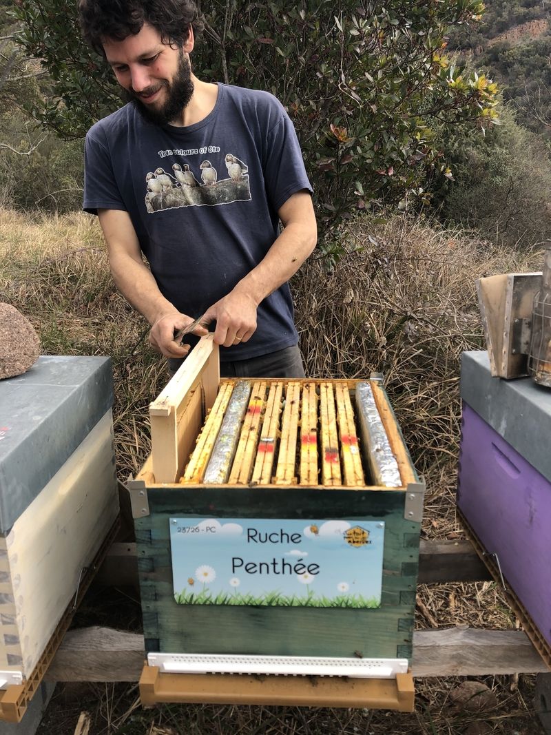 La ruche Penthée
