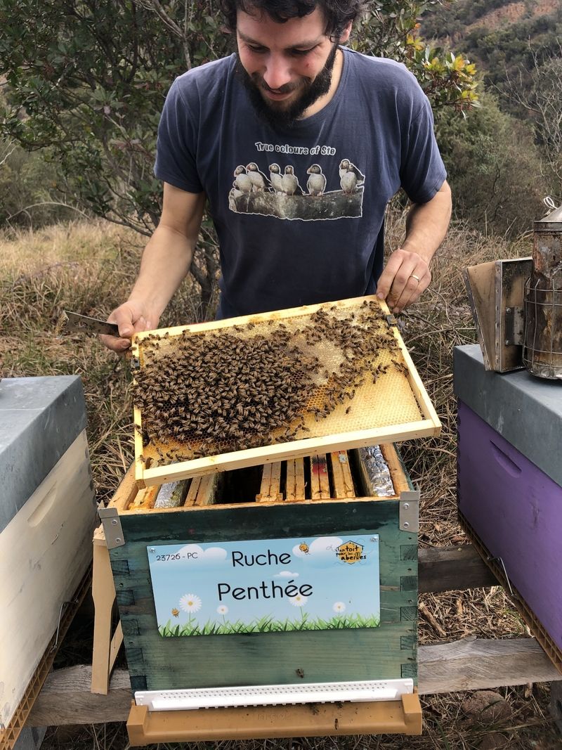 La ruche Penthée