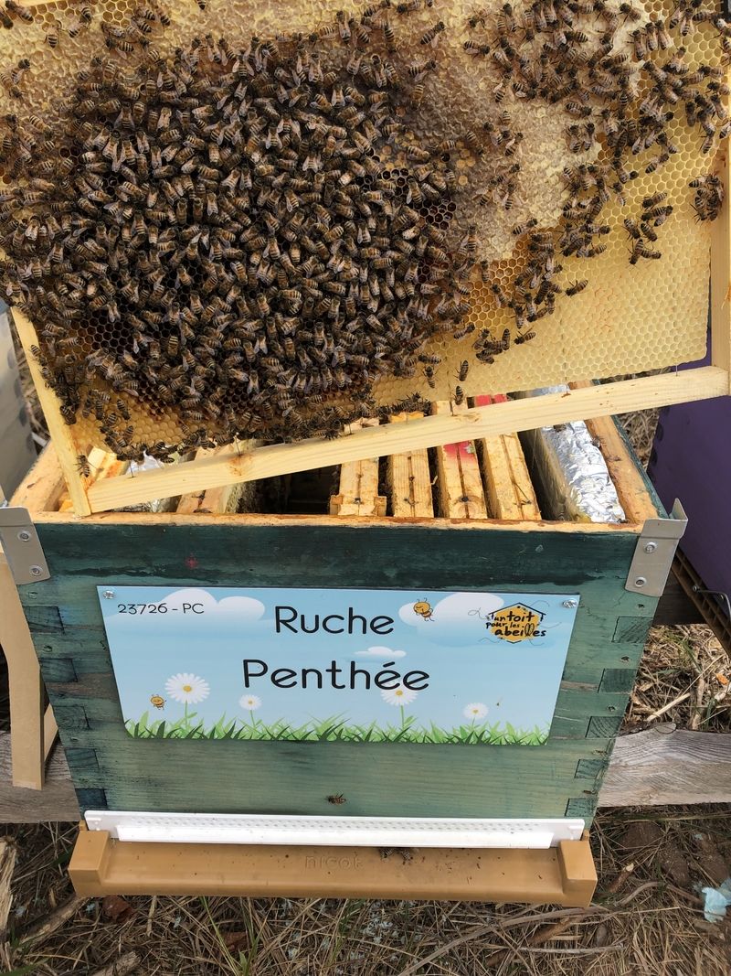 La ruche Penthée