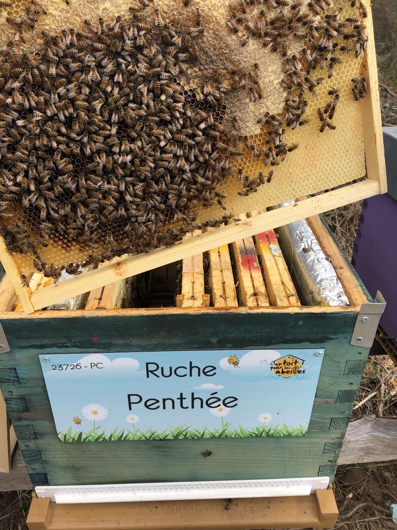 La ruche Penthée