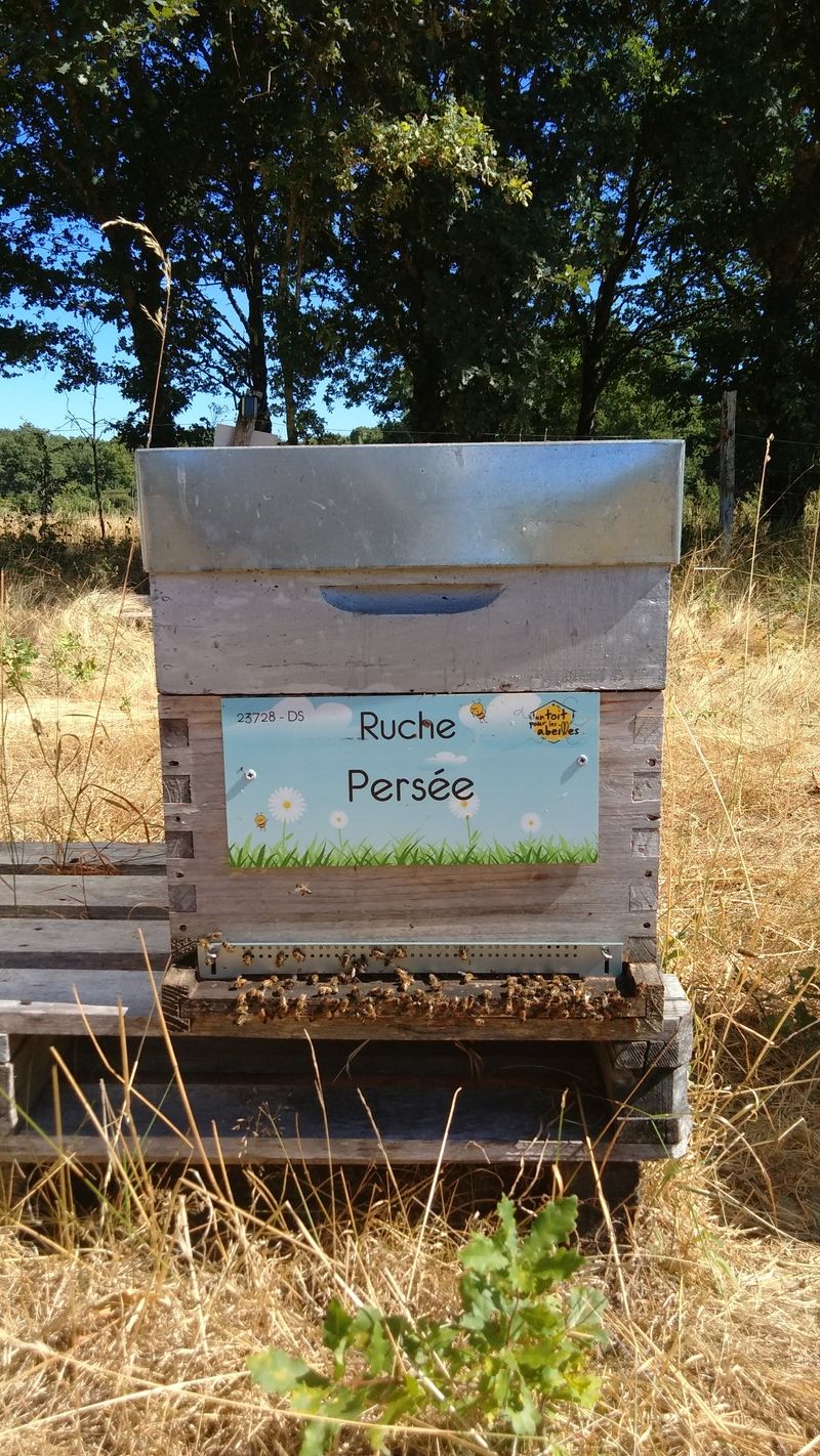 La ruche Persée