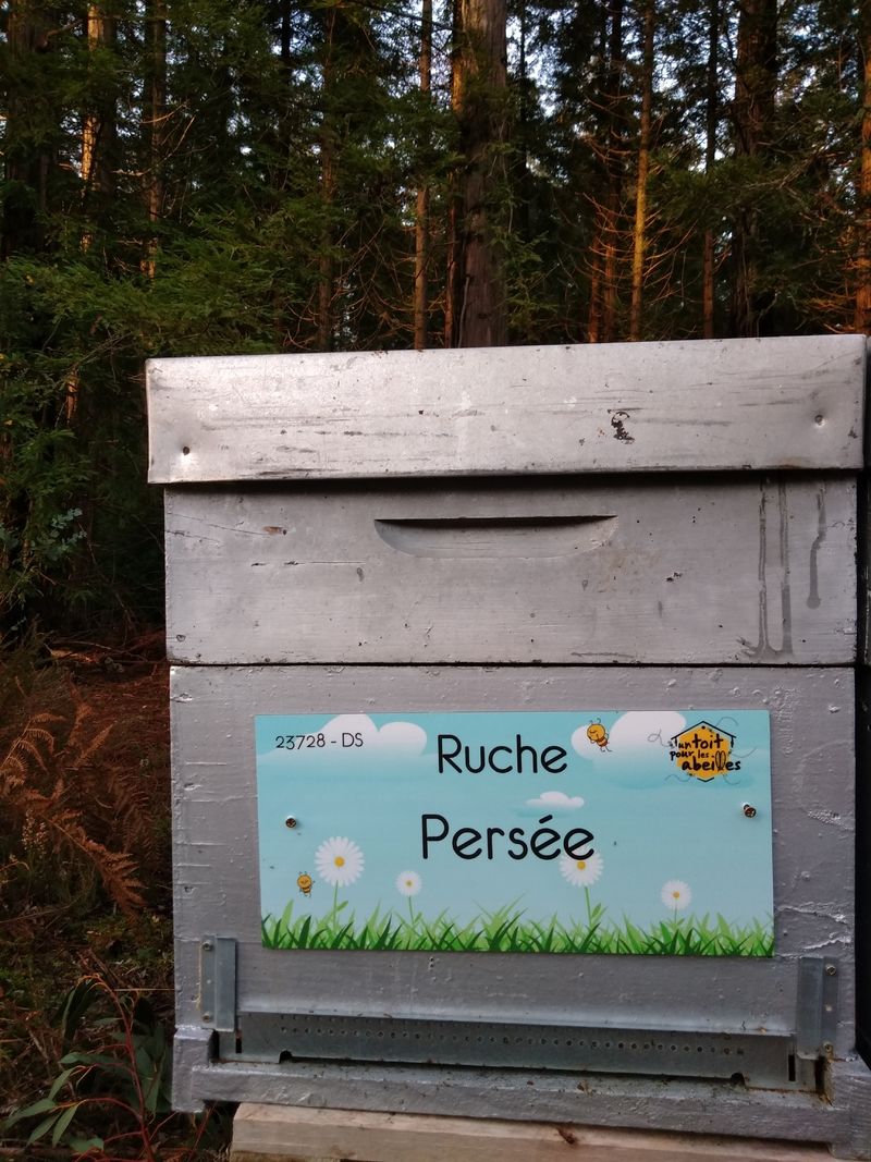 La ruche Persée