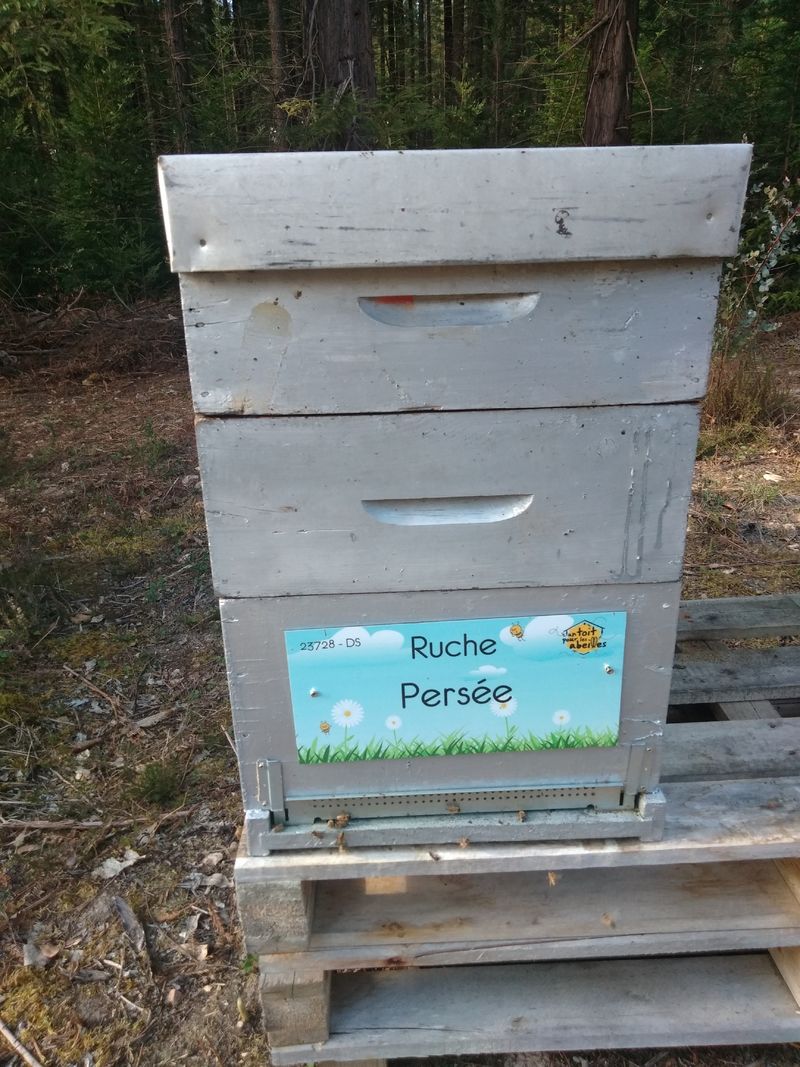 La ruche Persée