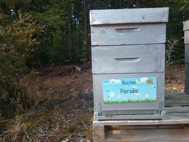 La ruche Persée