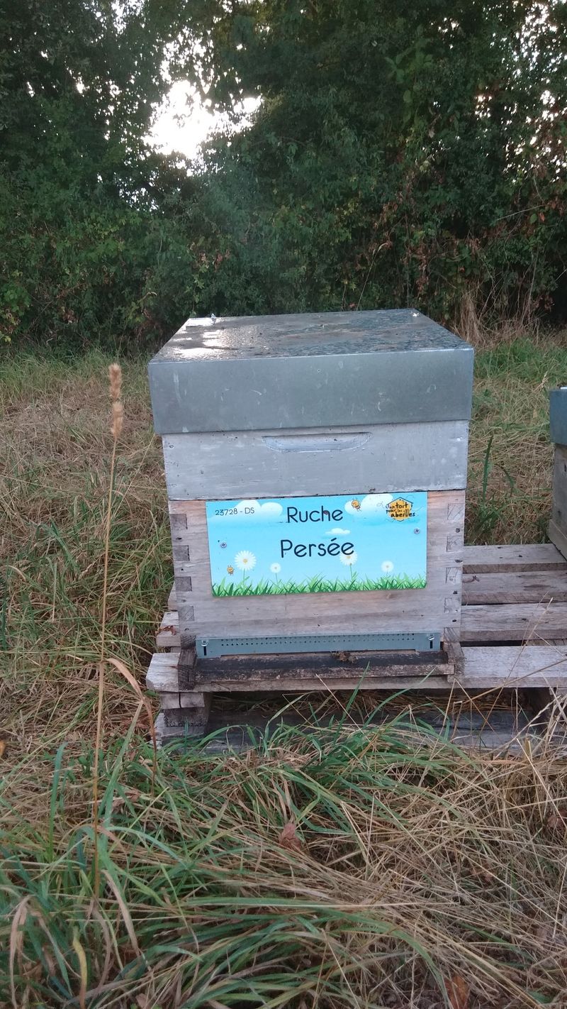 La ruche Persée
