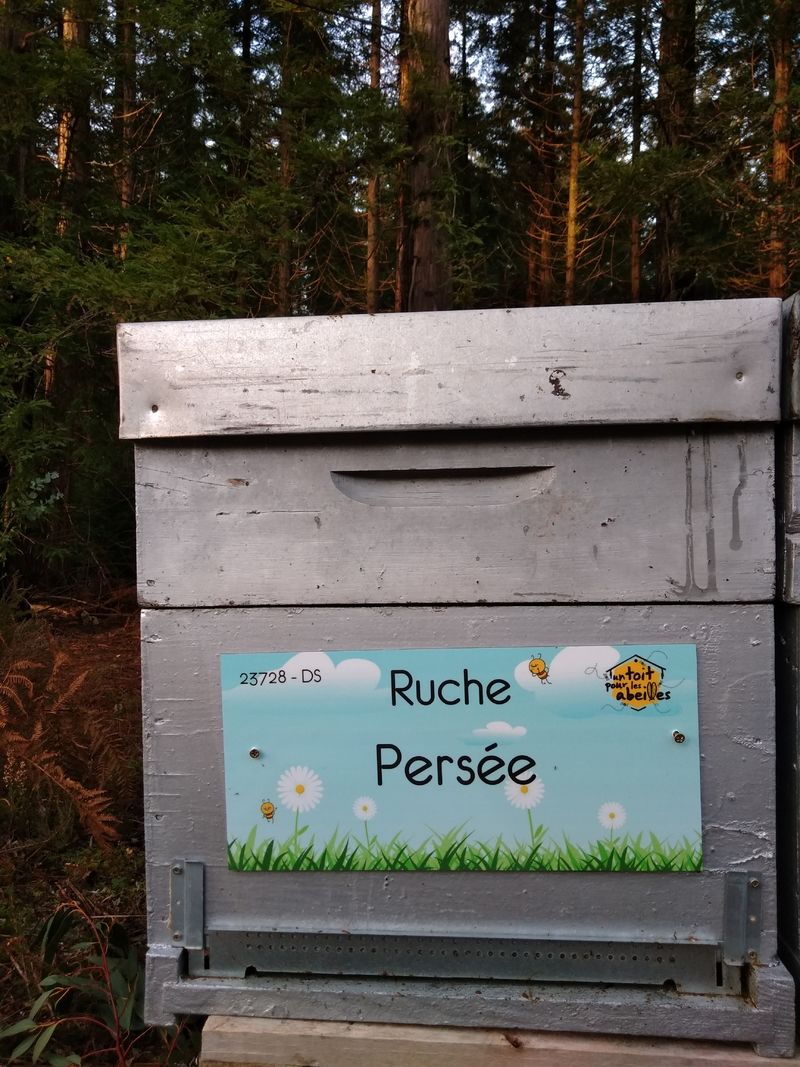 La ruche Persée