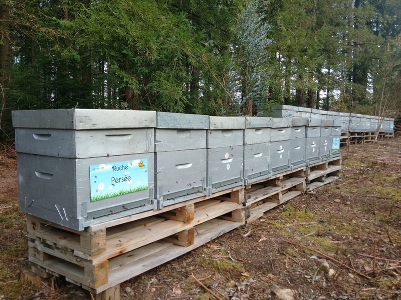 La ruche Persée