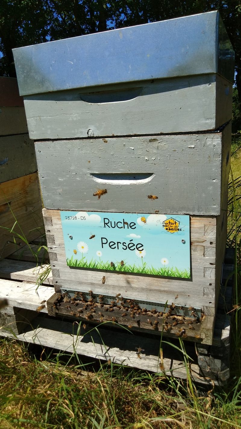 La ruche Persée