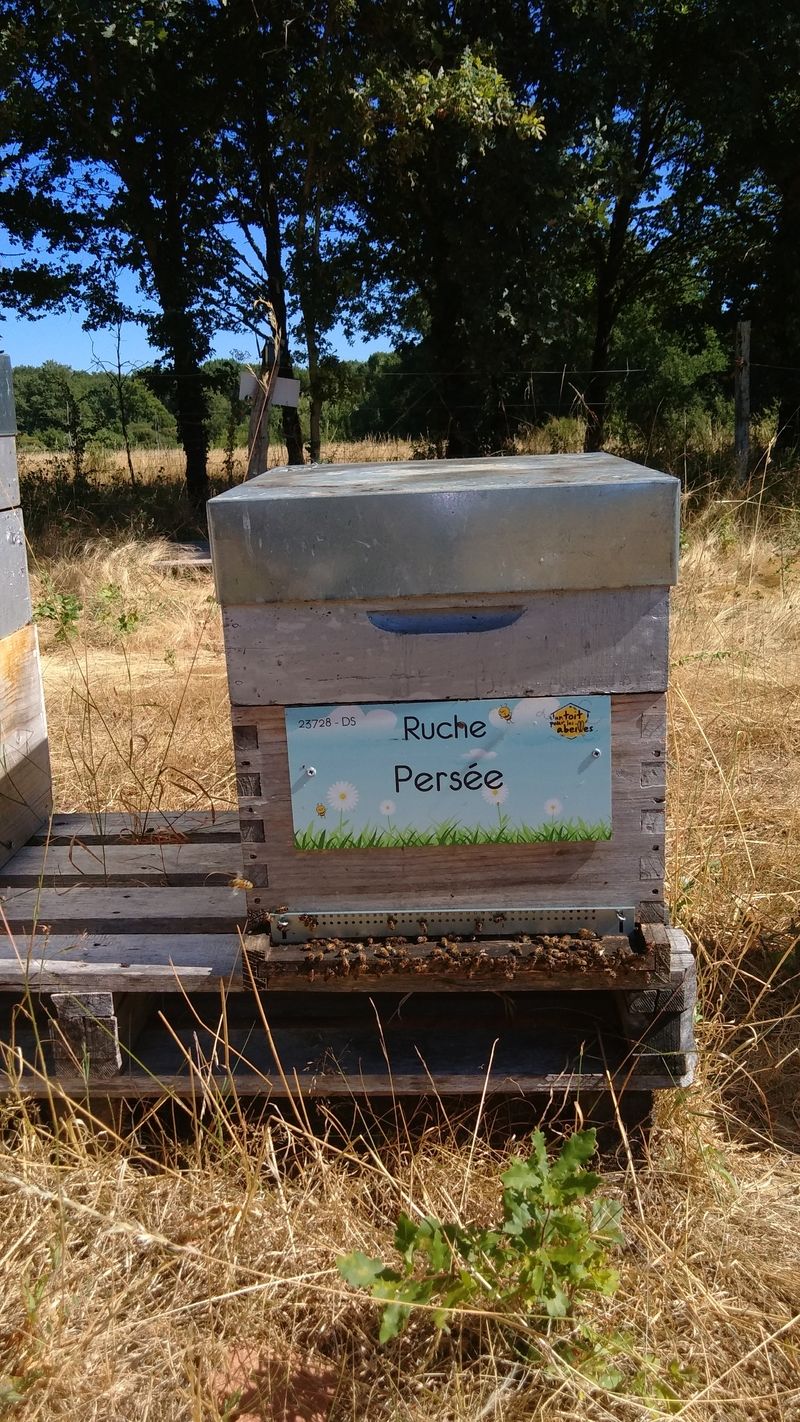 La ruche Persée