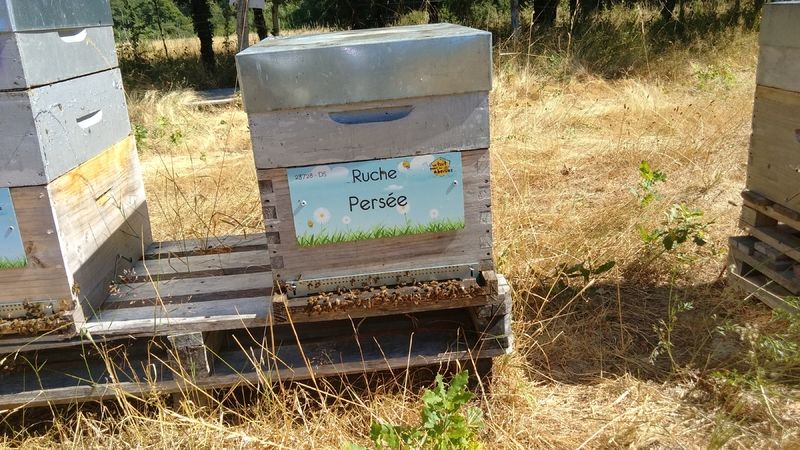 La ruche Persée