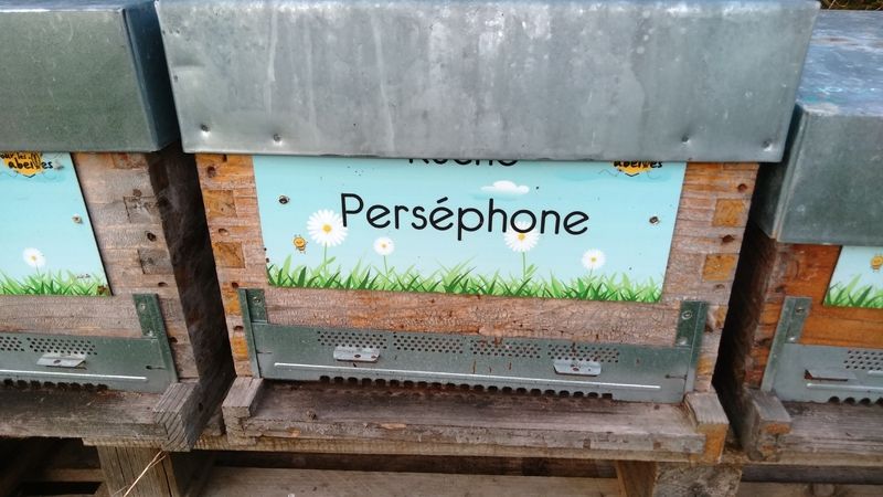 La ruche Perséphone