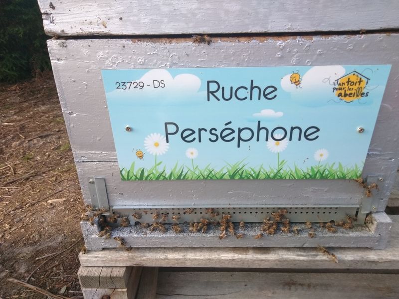 La ruche Perséphone