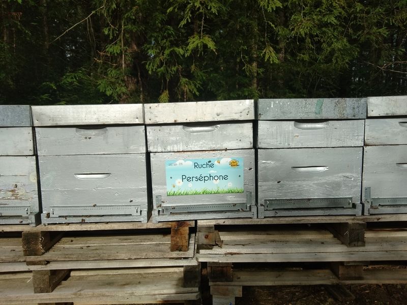 La ruche Perséphone