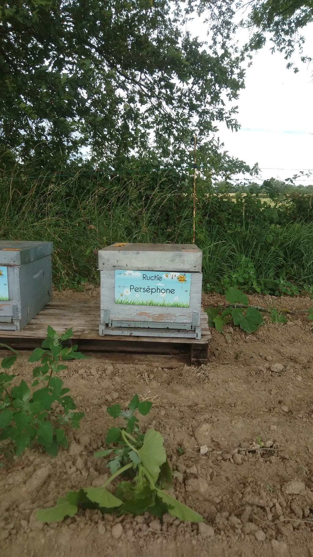 La ruche Perséphone