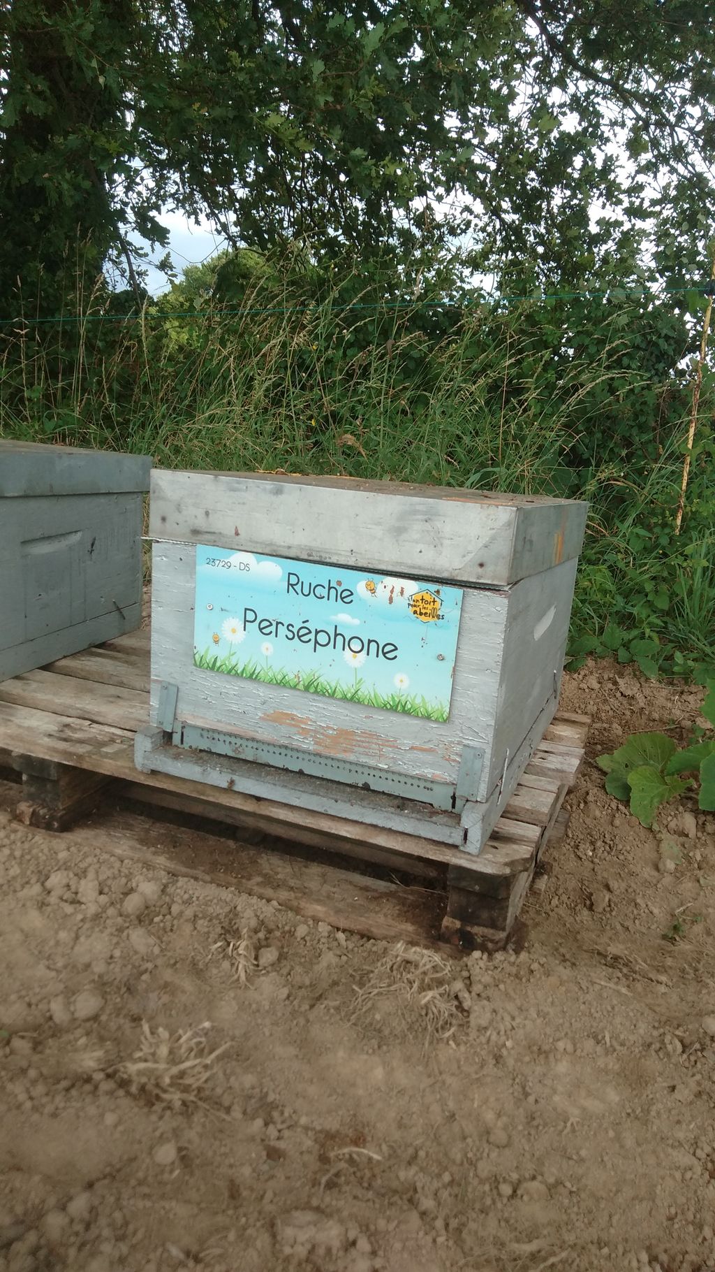 La ruche Perséphone