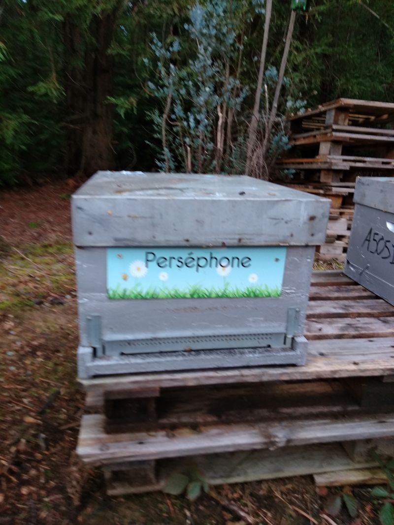 La ruche Perséphone