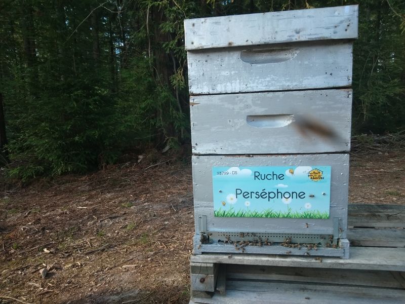 La ruche Perséphone