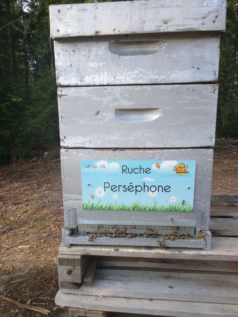 La ruche Perséphone