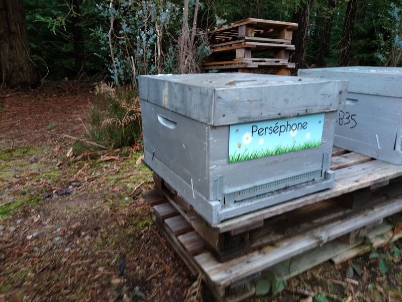 La ruche Perséphone
