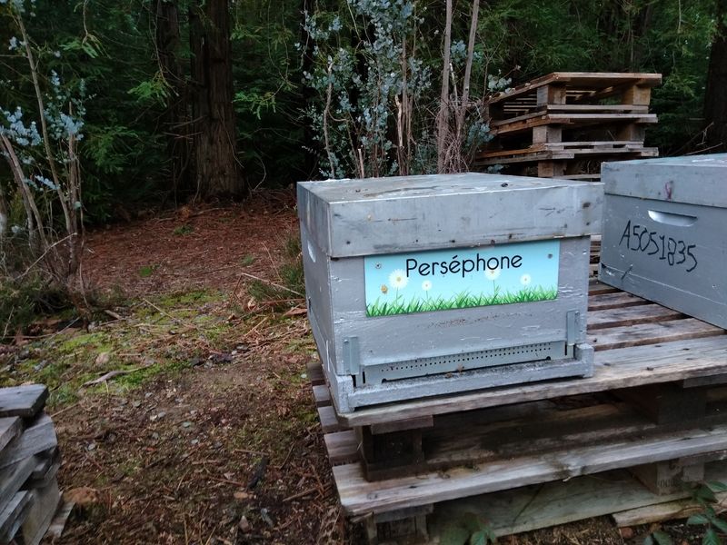 La ruche Perséphone