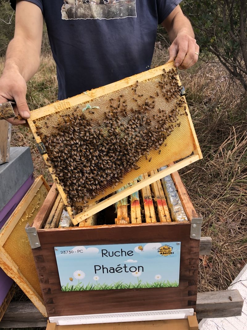 La ruche Phaéton