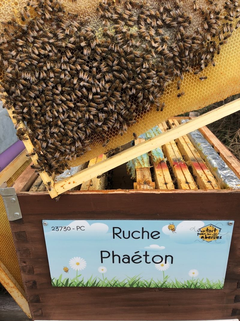 La ruche Phaéton