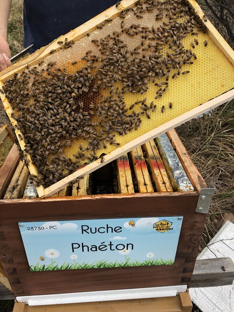 La ruche Phaéton