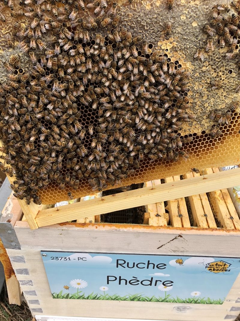 La ruche Phèdre