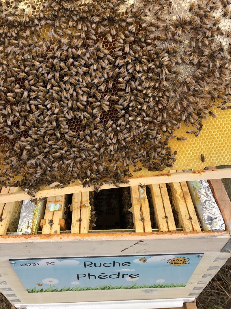 La ruche Phèdre