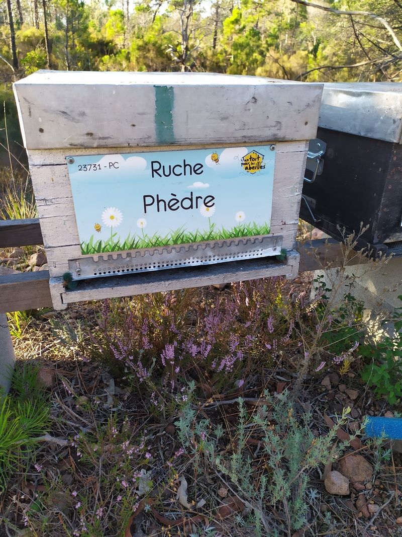 La ruche Phèdre
