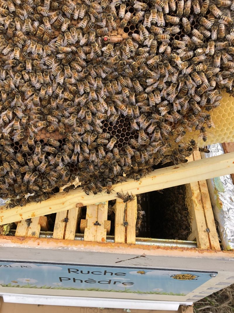 La ruche Phèdre