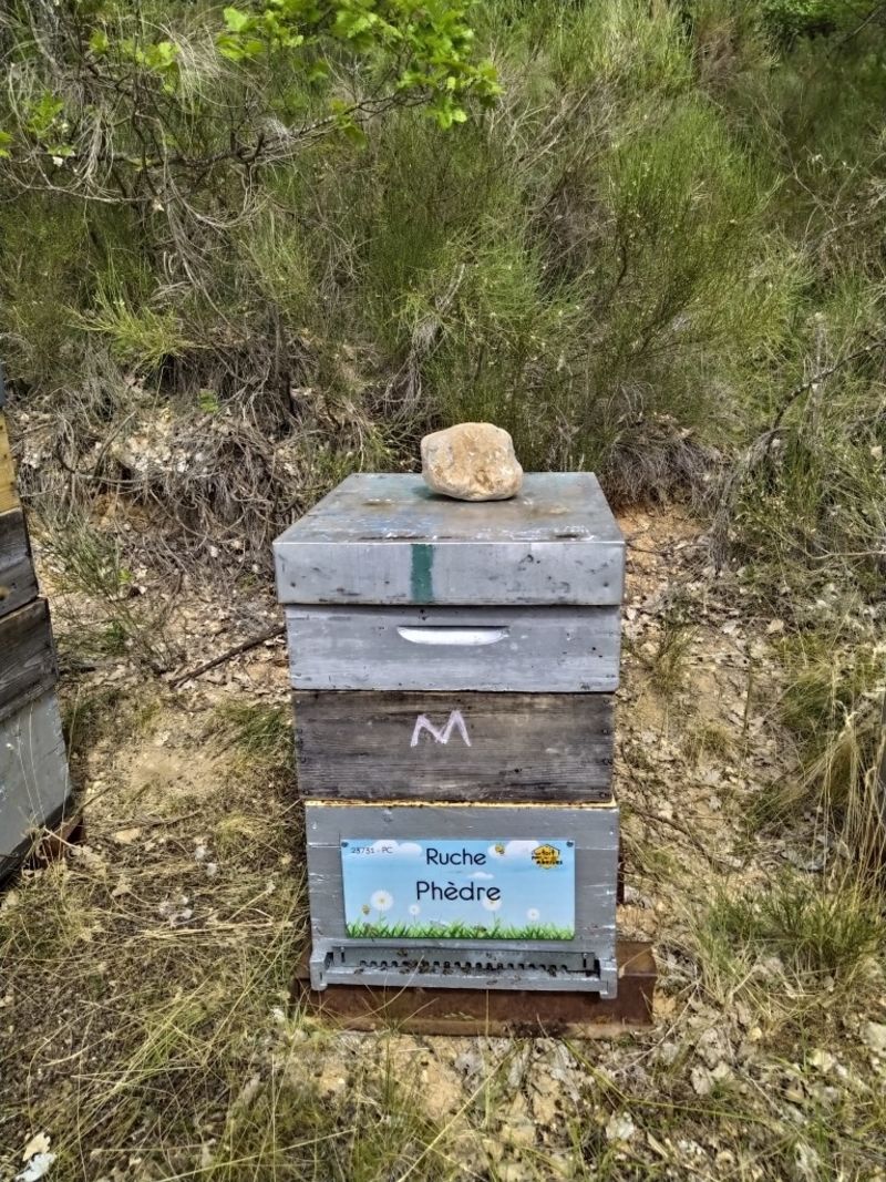 La ruche Phèdre