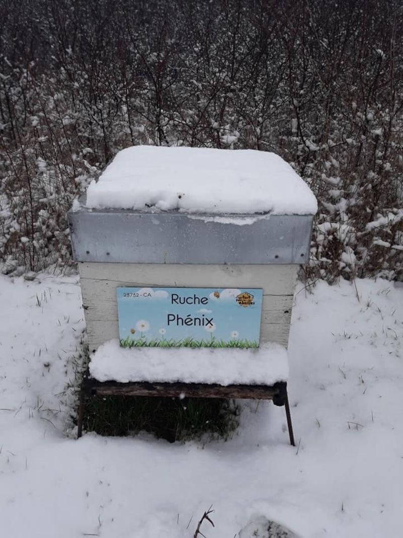 La ruche Phénix