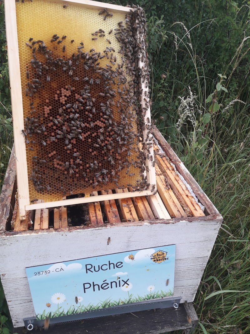La ruche Phénix