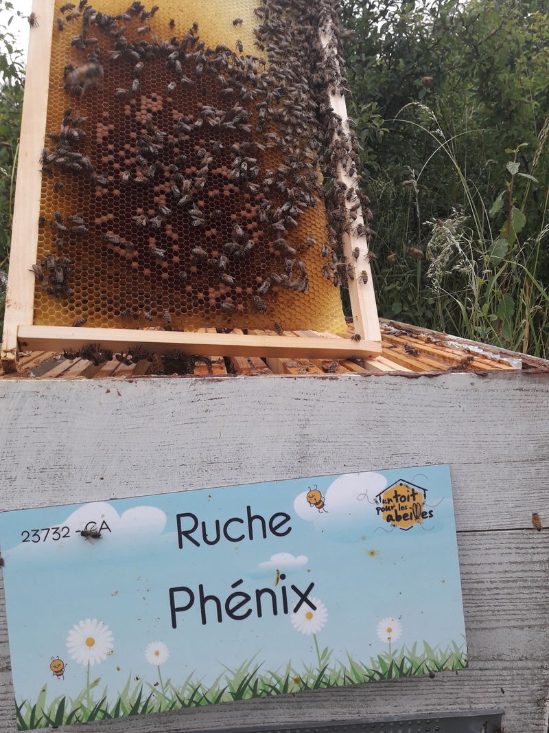 La ruche Phénix