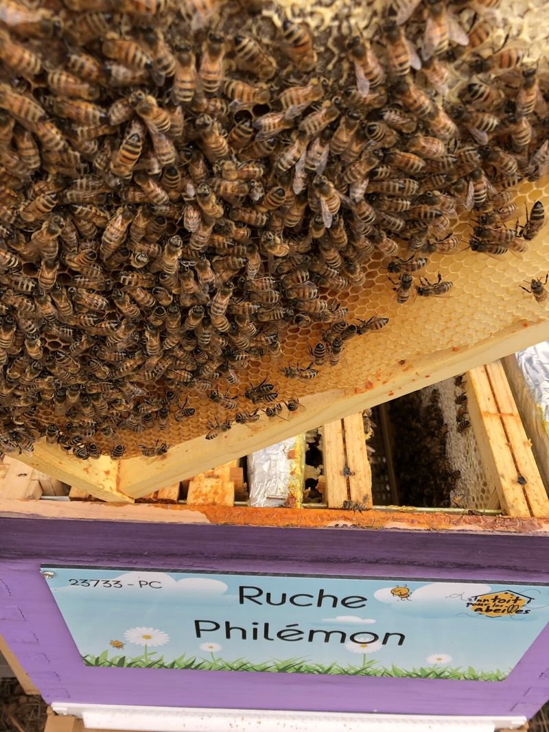 La ruche Philémon