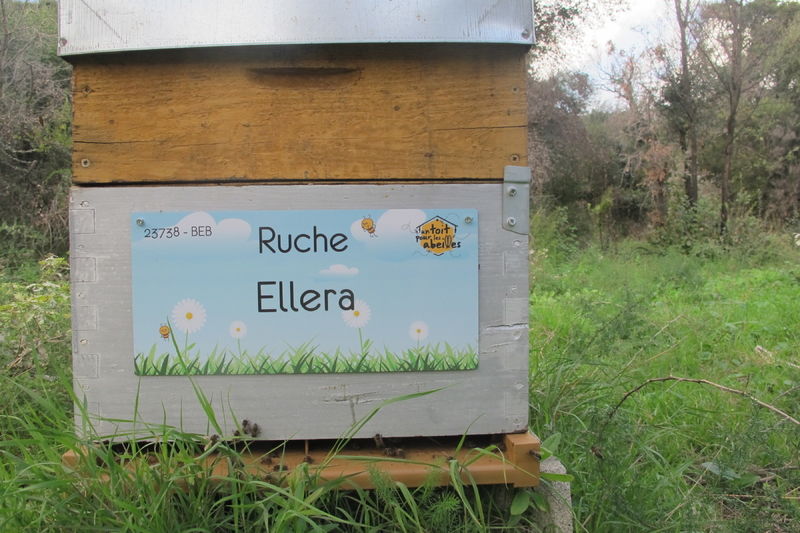La ruche Ellera