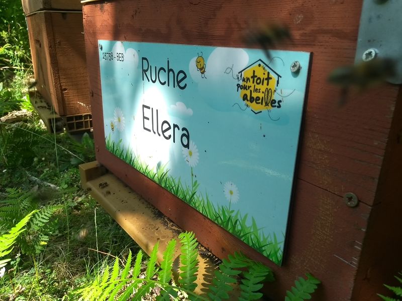 La ruche Ellera