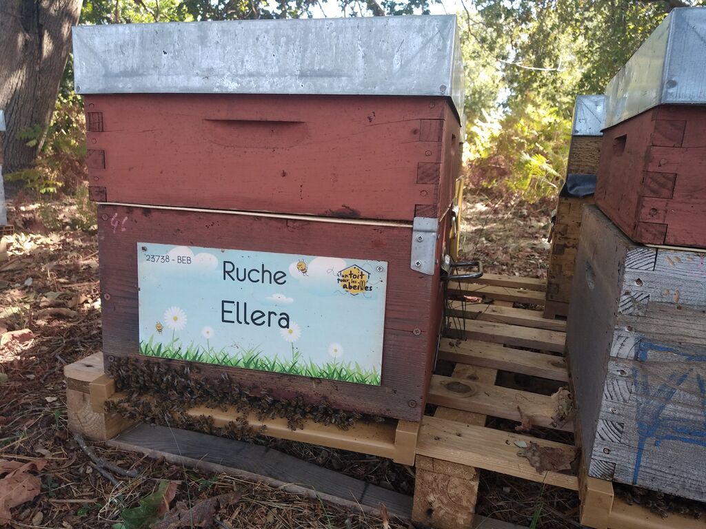 La ruche Ellera