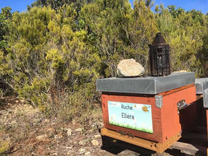 La ruche Ellera